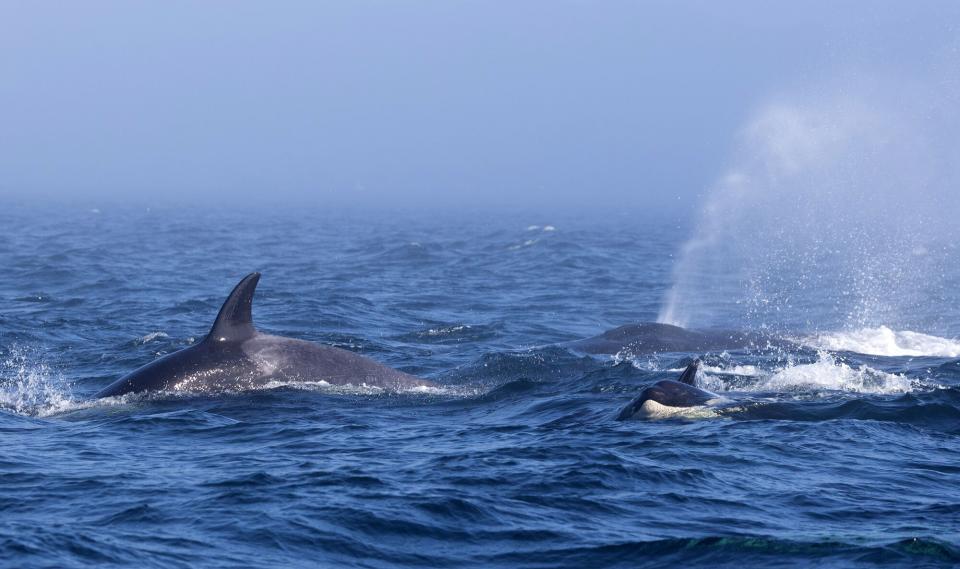 ORCAS, HUMPBACKS CLASH IN TENSE ENCOUNTER