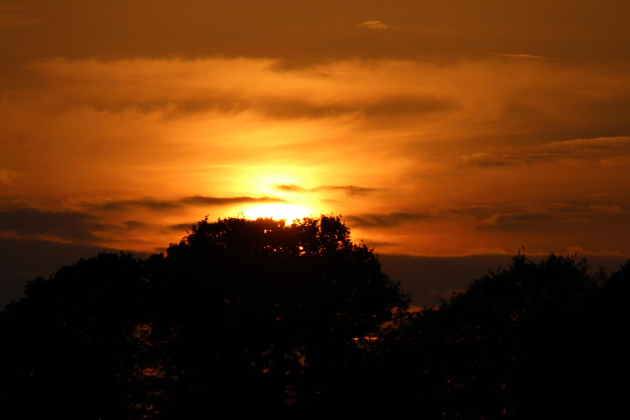 A beautiful golden summer sunset with orange and yellow fire in the sky, silhouetted by trees and shrubs