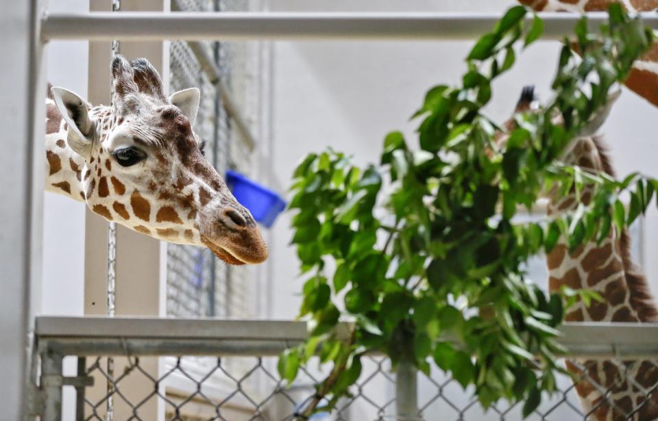 The Topeka Zoo is selling bricks through Sunday as part of a fundraiser to honor the late Betty White, as well as Topeka's giraffe Sarge, who will be 10 on Saturday.