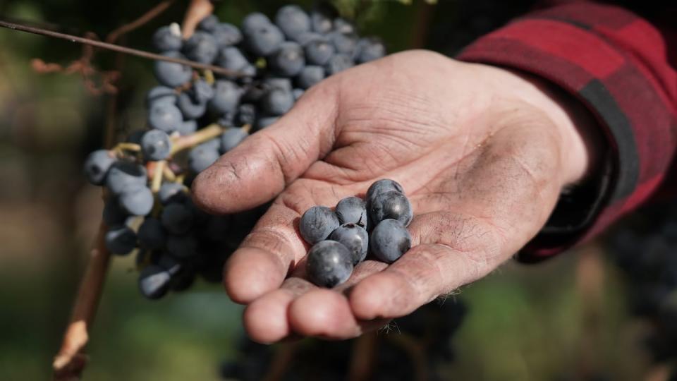 The B.C. wine industry is projecting up to 55 percent reduction in grapes and wine produced this year because of two days of prolonged cold temperatures over winter. 
