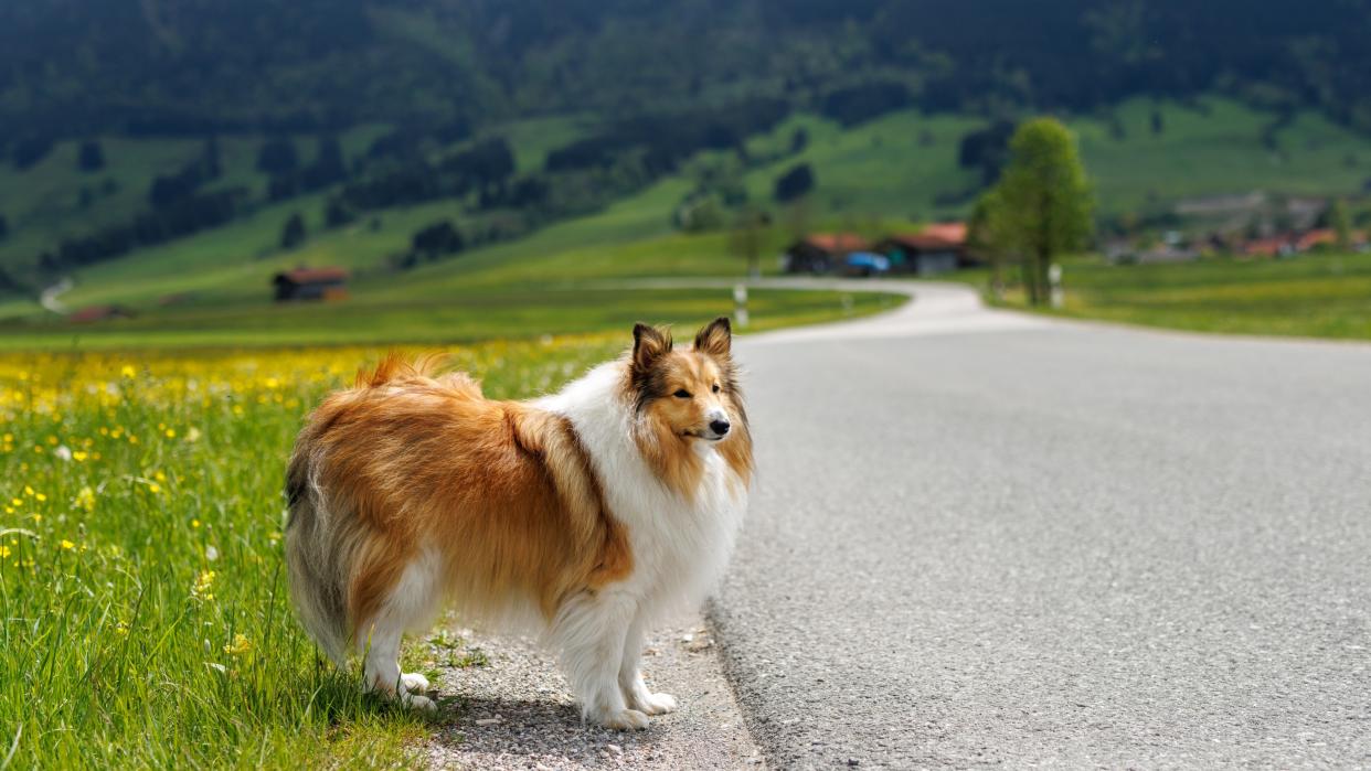 Shetland Sheepdog