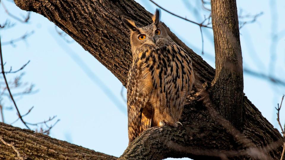 PHOTO: Flaco, an escaped Eagle owl, remains in Central Park (Andrew Lichtenstein/Corbis via Getty Images)