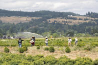 Farmworkers, who declined to give their names, break up ground, Thursday, July, 1, 2021, near St. Paul, Ore., as a heat wave bakes the Pacific Northwest in record-high temperatures. (AP Photo/Nathan Howard)