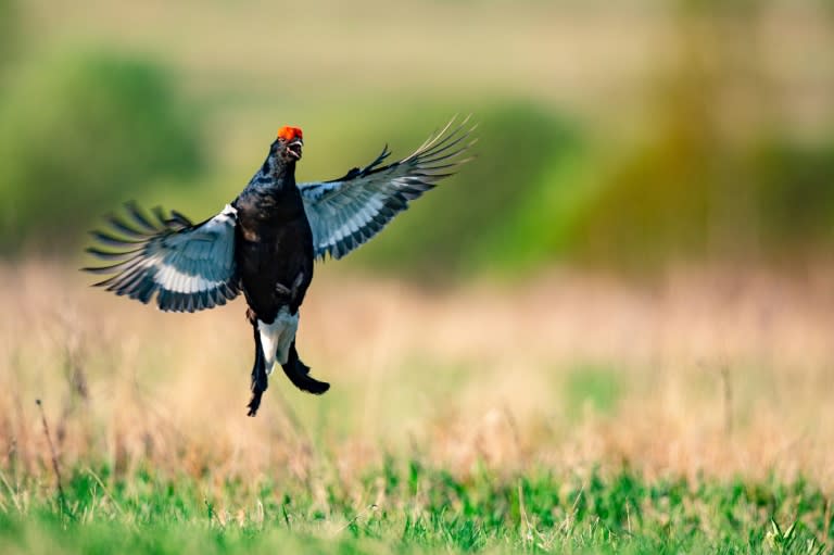 Oiseau symbolique de l'air pur des massifs, le grand tétras est menacé de disparition totale dans les Vosges (MAXIM MALINOVSKY)