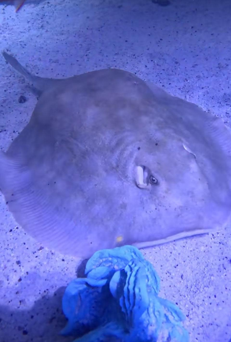 Charlotte the Stingray