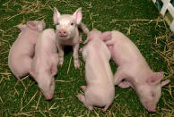 Five piglets, named Millie, Christa, Alexis, Carrel and Dotcom were cloned earlier this month at a Virginia Tech University research facility by the PPL Therapeutics, the British biopharmaceutical company that helped to clone [Dolly the sheep]. The first ever litter of pigs follows similar cloning [of cattle, mice and sheep.]