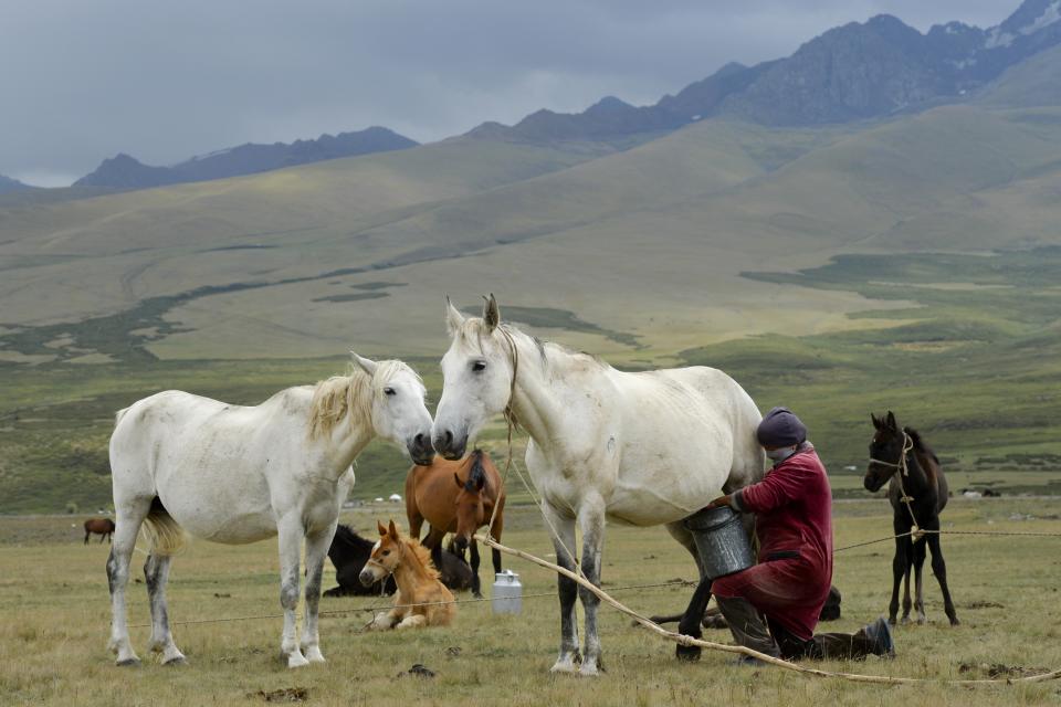 A Kyrgyz woman milks a horse in a mountain pasture in the Suusamyr Valley lies at 2500 meters above sea level in Kyrgyzstan's Tian Shan mountains 170 kilometres (100 miles) south of the capital Bishkek, Wednesday, Aug. 10, 2022. Their milk is used to make kumis, a fermented drink popular in Central Asia that proponents say has health benefits. The grass and herbs lend flavor to the milk that locals draw from the mares in the fields where they graze. The milk then is left to ferment, or sometimes churned to promote fermentation, until it becomes mildly alcoholic. (AP Photo/Vladimir Voronin)