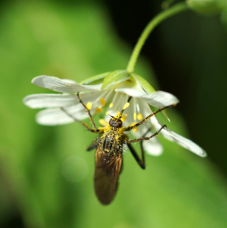 Hay fever time!