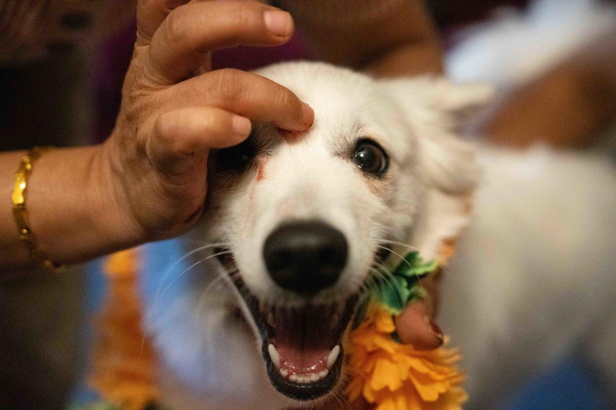 Mon Sanyasi, of Columbus' Northeast Side, puts vermillion powder on the family dog Rocky's forehead Saturday during their celebration of Tihar, the Hindu festival also known as Diwali.