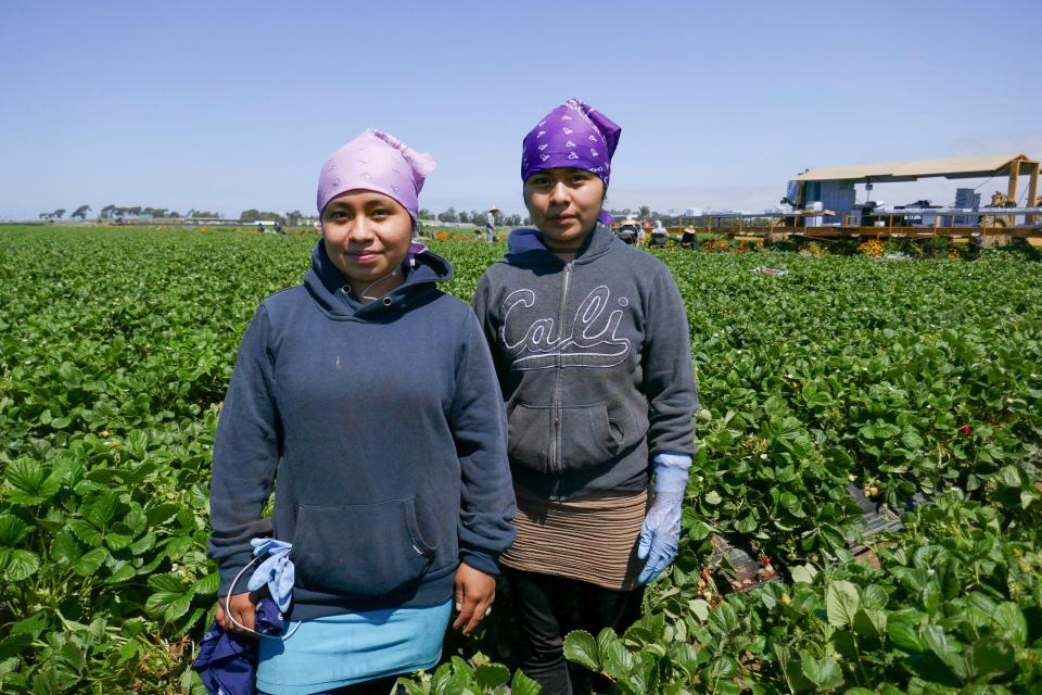 Sisters Maria (left) and Jennifer Salvador of Oxnard are two of the many California teenagers who worked in the farm fields to help support their family when their high school closed during the pandemic. In the evening, the sisters tried to do homework online and via email without the benefit of any direct instruction that took place digitally during the day.