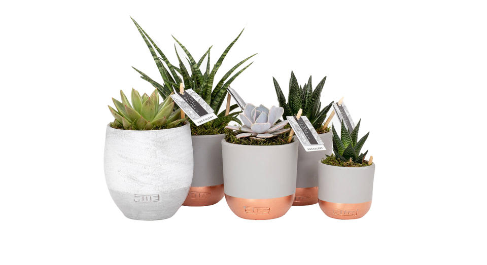  The Little Botanical Large Succulent Plant Gang 