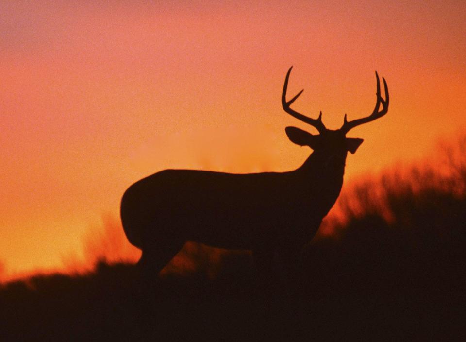 Deer gun week in Ohio begins Monday, a half hour before sunrise.