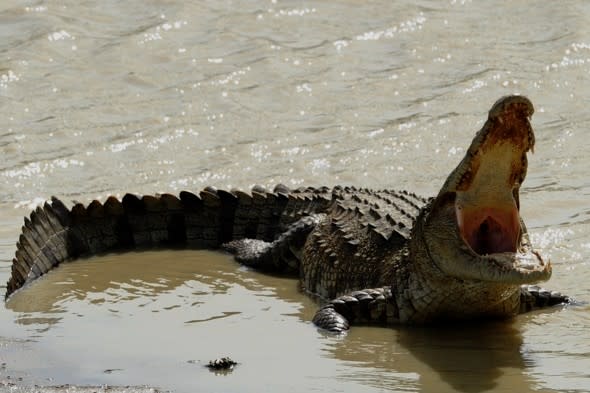 bristol-crocodile-sighting-motorist-nearly-crashed