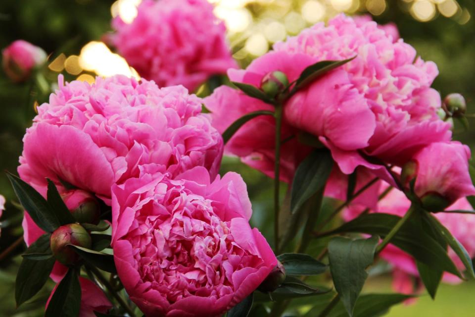 12 Fragrant Flowers That Will Make Your Garden Smell Incredible