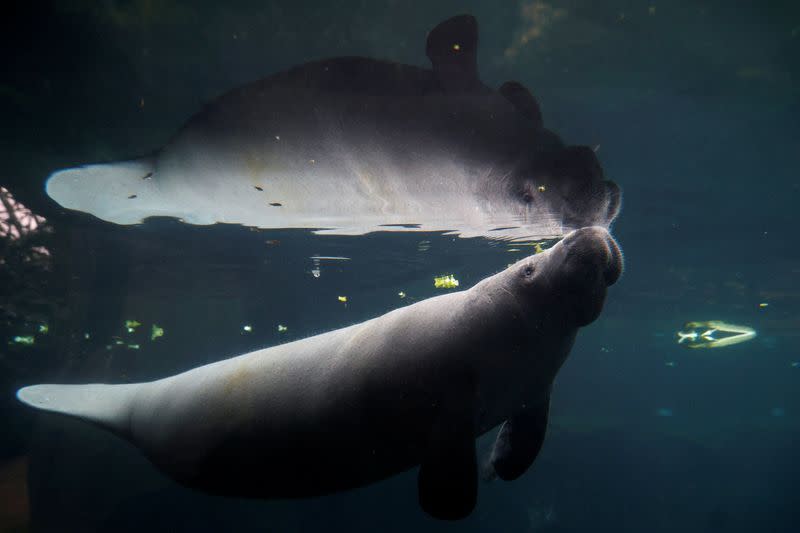 Zoológico de París acoge a una vaca marina manatí hembra con la esperanza de que se reproduzca, mientras el cambio climático amenaza a la especie