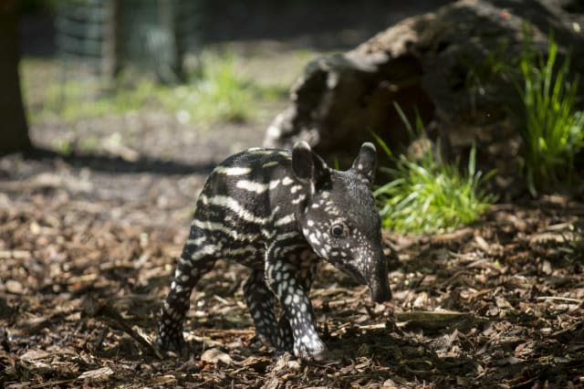 Adorable baby tapir takes its first steps at Edinburgh Zoo