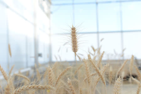 Mature high-fiber wheat plants are grown in a Calyxt greenhouse in New Brighton, Minnesota, U.S. December 14, 2016. Courtesy Calyxt/Handout via REUTERS