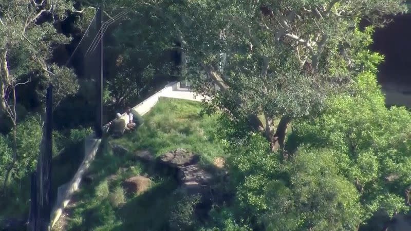 Lions contained after escaping enclosure at Sydney Zoo