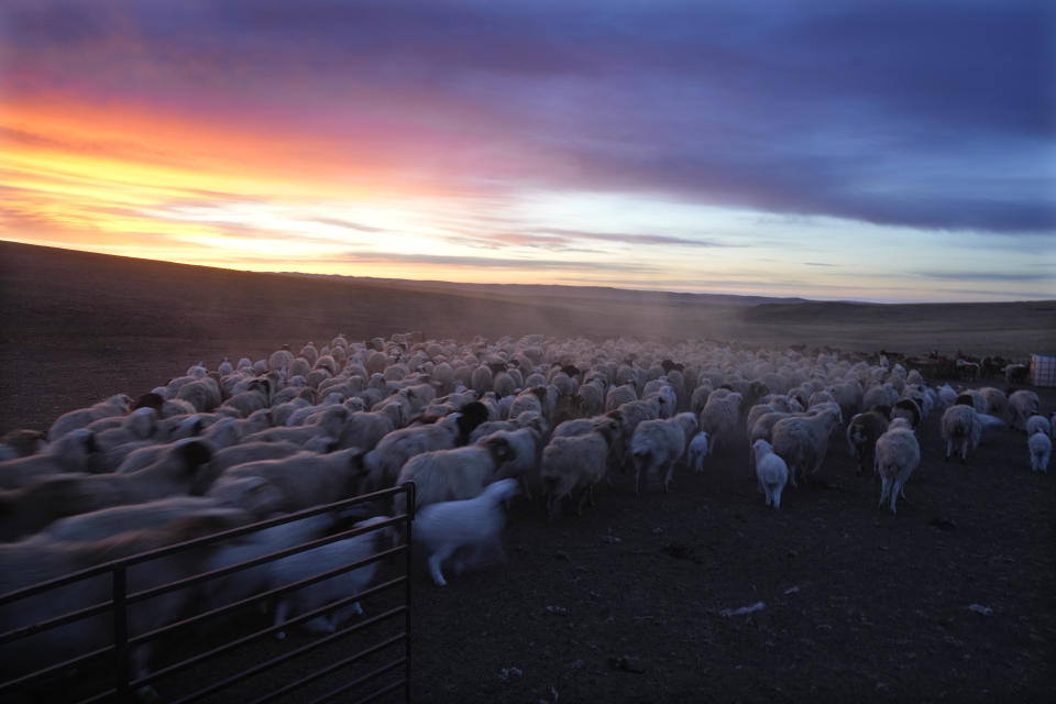 Goats and sheep run towards a water point before undertaking a 24-kilometer (15-mile) journey to a new location in the Munkh-Khaan region of the Sukhbaatar district, in southeast Mongolia, Sunday, May 14, 2023. (AP Photo/Manish Swarup)