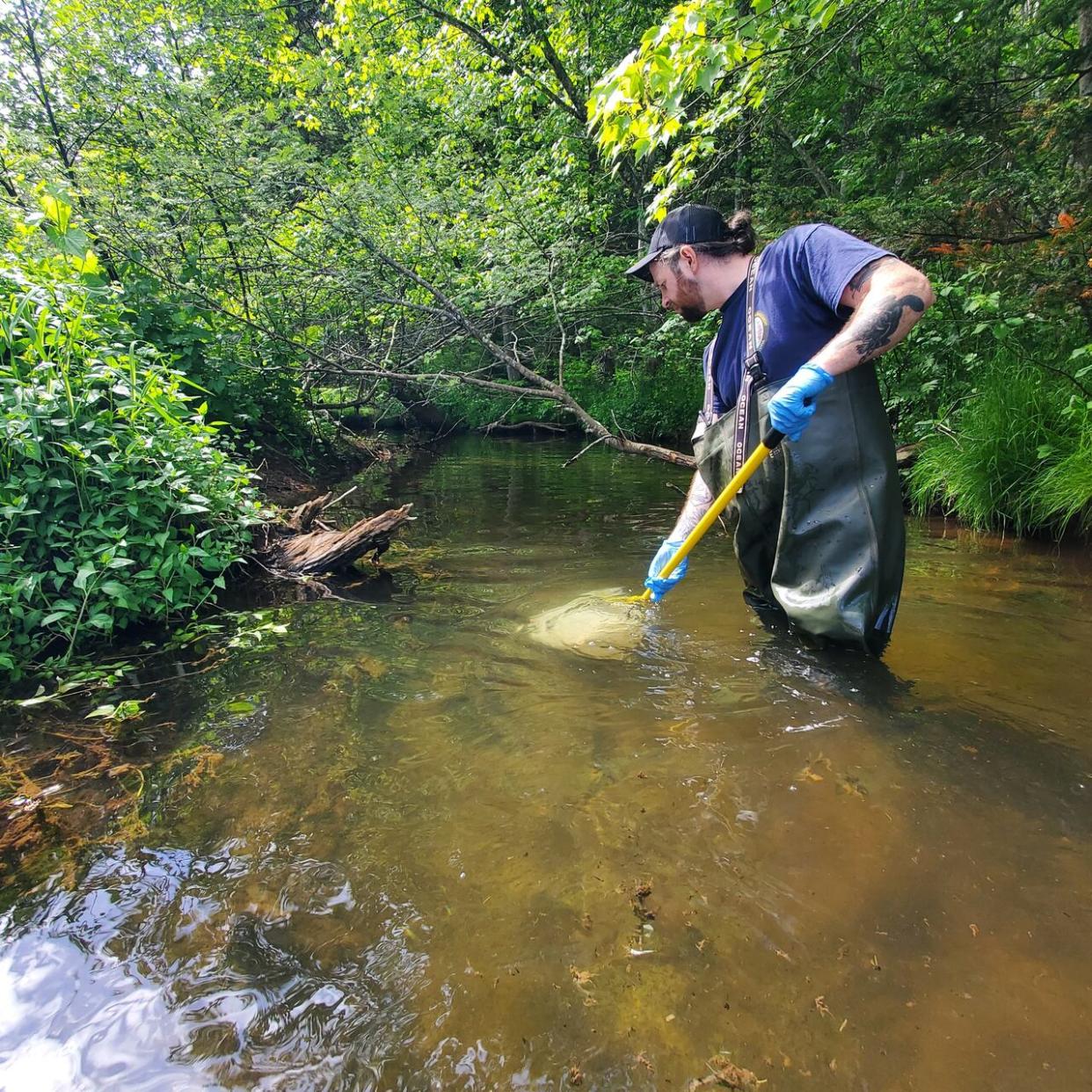 The provincial Department of Environment collected over 300 dead fish from the Cardigan River on Friday and over the weekend for testing. (Department of Environment, Energy and Climate Action - image credit)