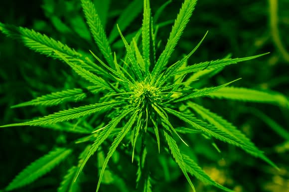 A budding cannabis plant on a dark background.