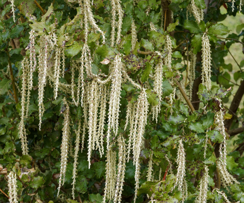 front yard plant Garrya elliptica James Roof displaying catkins against a garden fence