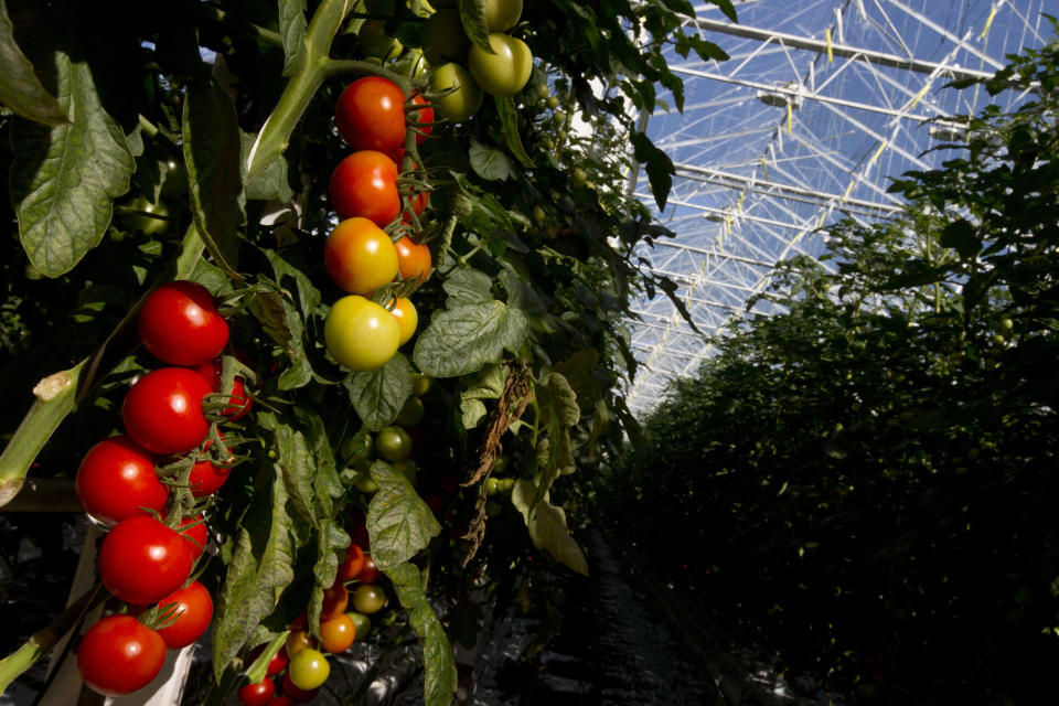 Tomatoes hang from vines in the family-run Lans greenhouses in Maasdijk, Netherlands, Wednesday, Oct. 10, 2018. For years, the Dutch agriculture, horticulture and logistics industries have been refined so that if a supermarket in London suddenly wants more tomatoes it can get them from the greenhouse to the store shelf in a matter of hours. The seamless customs union and single market within the European Union have, for decades, eradicated customs checks and minimized waiting at borders. (AP Photo/Peter Dejong)