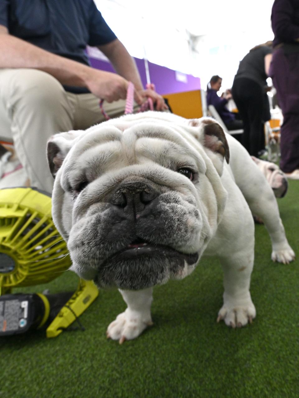 A dog is seen during the 147th Annual Westminster Kennel Club Dog Show Presented by Purina Pro Plan - Canine Celebration Day at Arthur Ashe Stadium on May 06, 2023 in New York City.