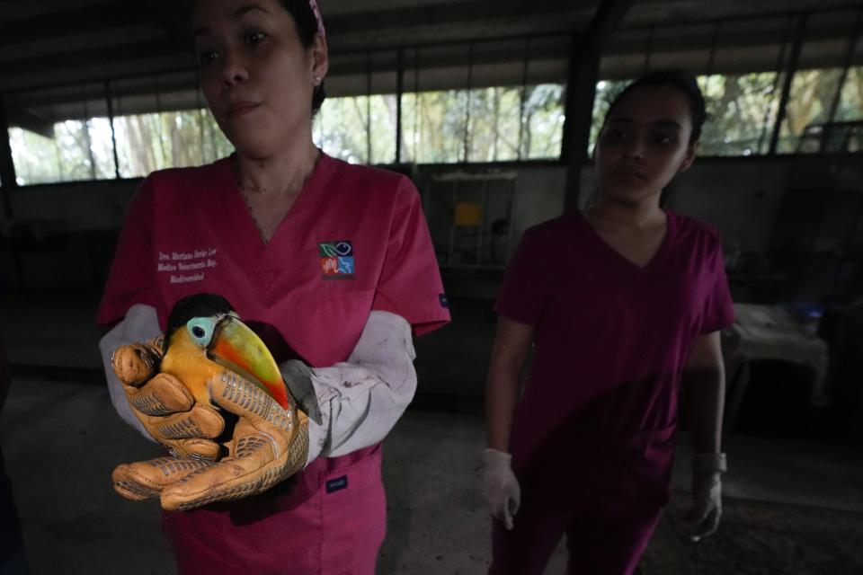 La veterinaria Mariana Parks sostiene un tucán que recibió atención médica antes de ser devuelto a la naturaleza en un centro de rehabilitación del Ministerio del Medio Ambiente en la Ciudad de Panamá, el miércoles 28 de septiembre de 2022. (AP Foto/Arnulfo Franco)