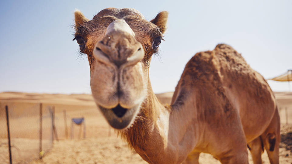 Close-up view of curious camel against sand dunes of desert, Sultanate of Oman.