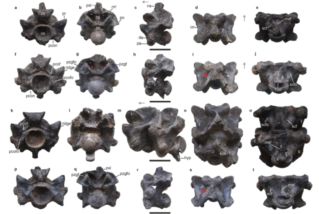 Researchers found 27 vertebrae and analyzed each one to positively identify the specimen as a V. Indicus, which is extinct. / Credit: Scientific Reports