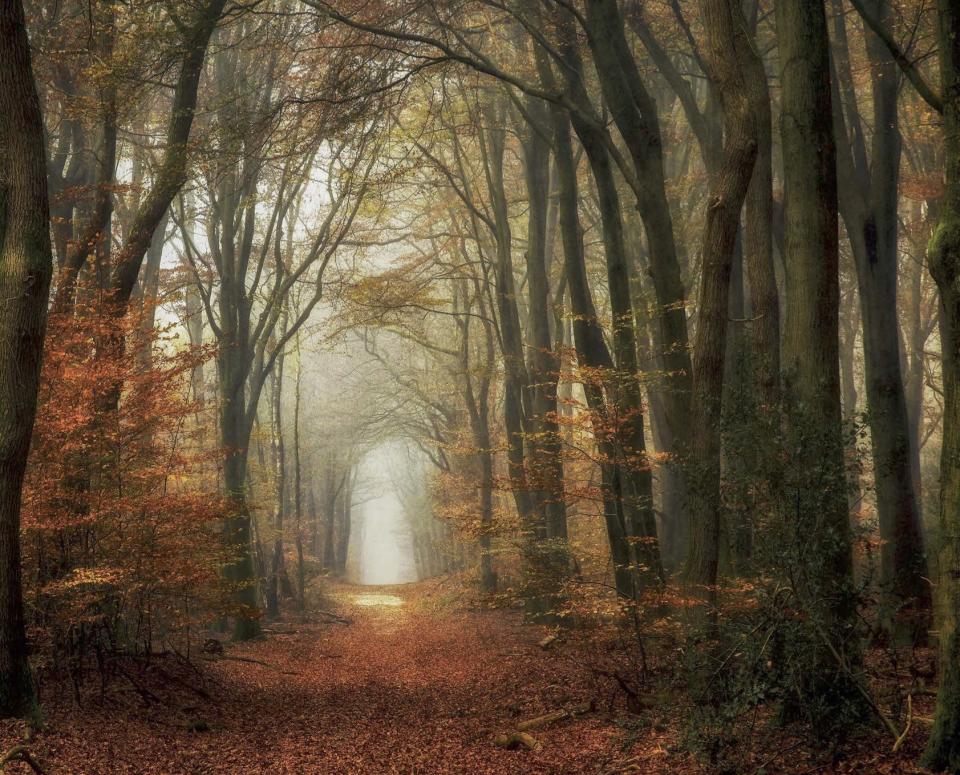 By Lars Van de Goor, Classic Woods, Speulder Forest, Netherlands.