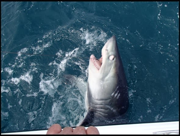 Huge 9ft shark caught off the coast of Cornwall