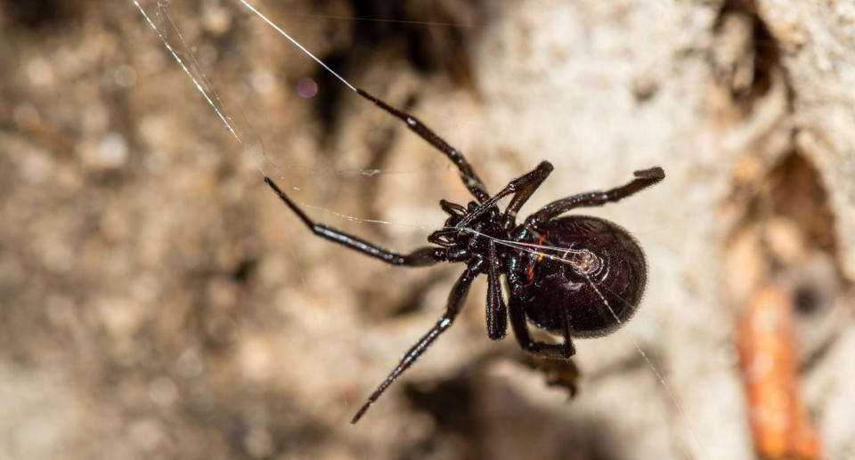 False widow spider creating web. 