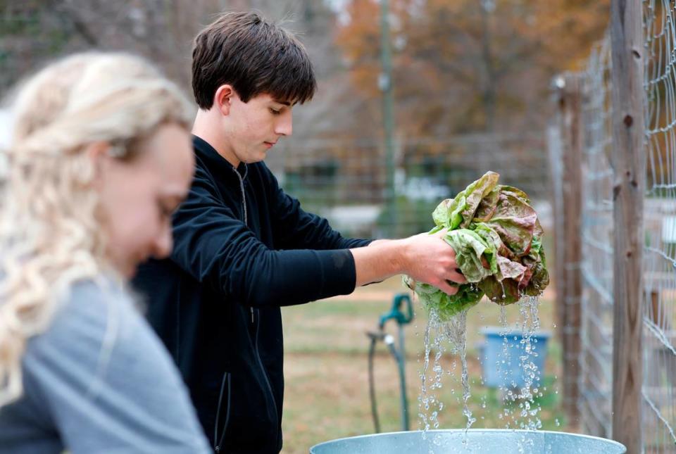 Enloe High School student council member Alex Dick washes greens while volunteering at the Alliance Medical Ministry’s farm outside their clinic in Raleigh, N.C., Tuesday, Dec. 6, 2022.