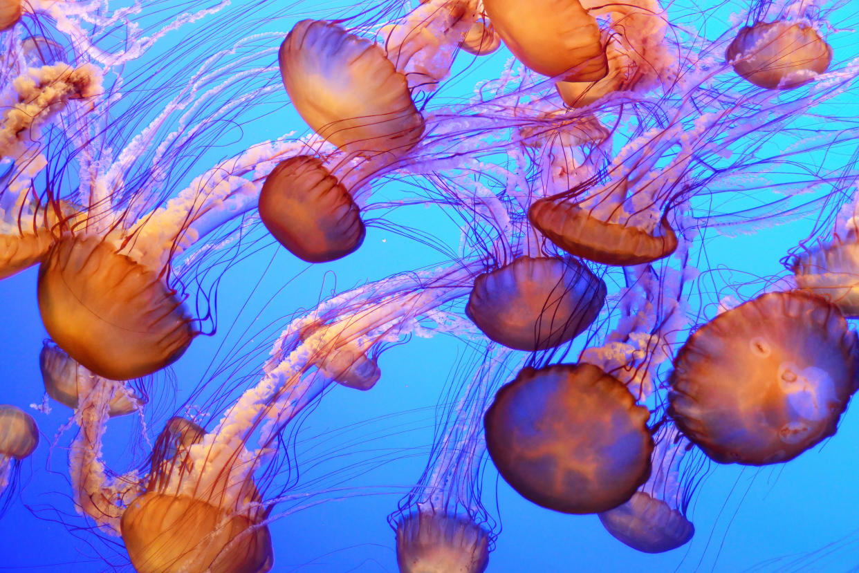 Most jellyfish stings are not life-threatening, but they can be painful. Hot water is your first line of defense. (Getty Creative)