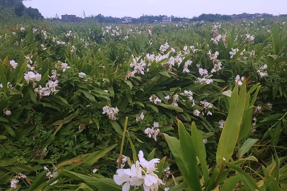 因為鄰近海邊和溪流，每到季節野薑花盛放。