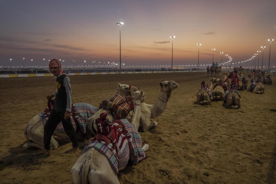 Trainers prepare their camels before the start of an exercise for an upcoming camel race, in Al Shahaniah, Qatar, Tuesday, Oct. 18, 2022. Camel racing is a staple in Qatar's culture and heritage. (AP Photo/Nariman El-Mofty)