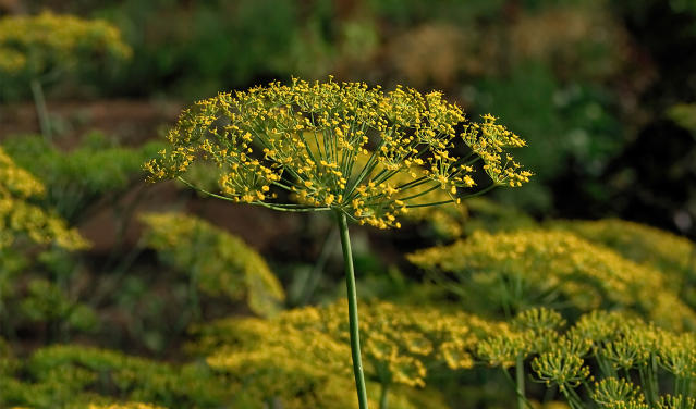 13 Flowers You Can Eat From Your Garden