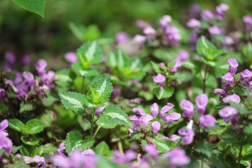 lamium maculatum red nancy nettle