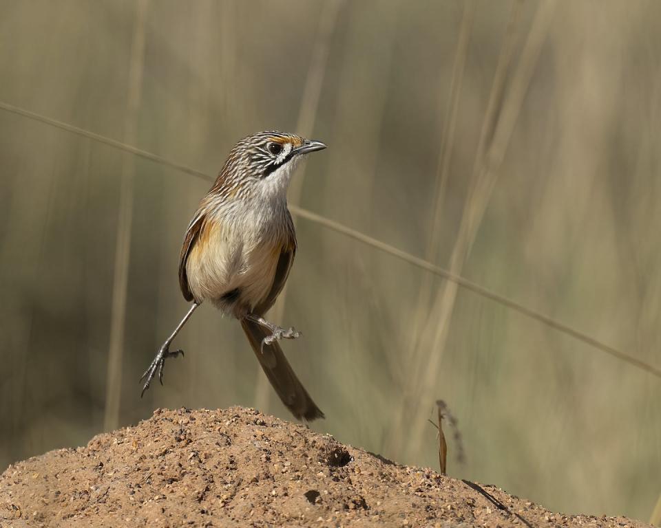 Opalton grasswrens (<em>Amytornis rowleyi</em>) can be found in the Forsyth Range in Queensland. Barry Baker