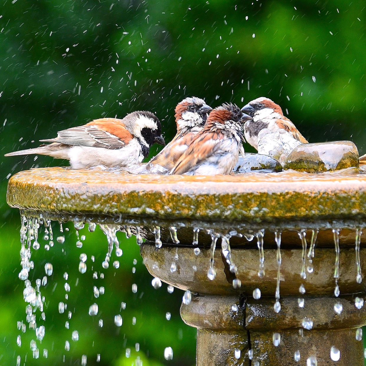  Garden birds enjoying a well maintained bird bath. 