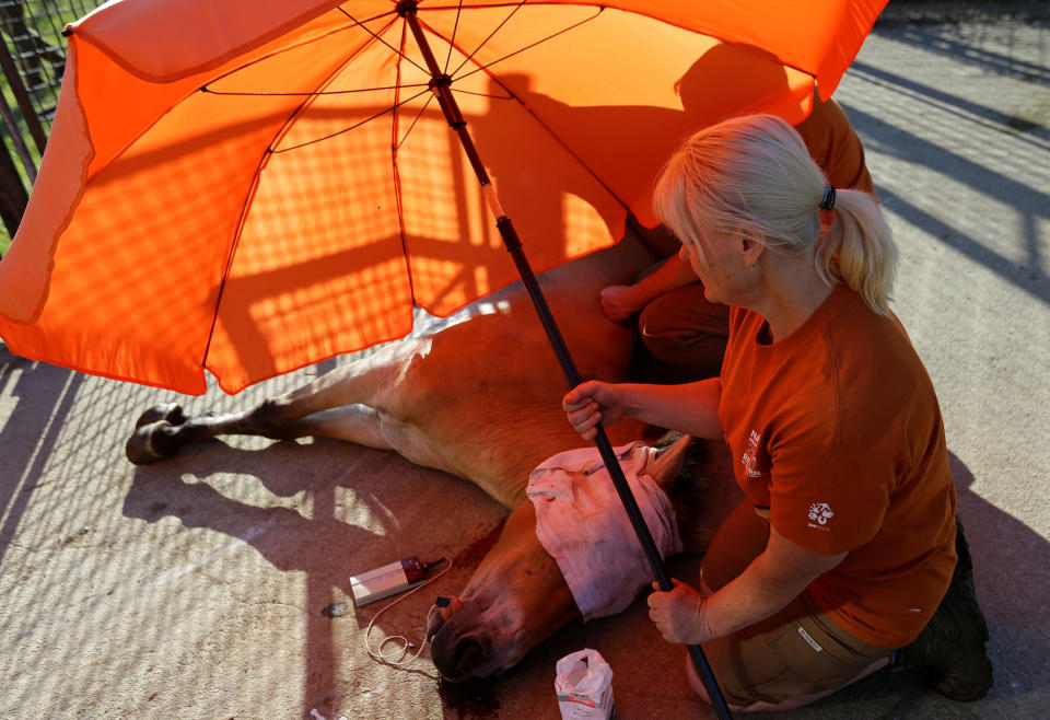 A veterinary doctor covers a tranquilized Przewalski’s horse