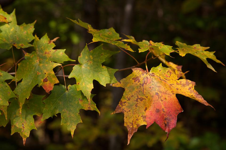 These maple leaves changing color aren’t quite up to Ship Foliage’s standards. Any brown spots won’t make the cut. (Wikimedia Commons/David Brossard)