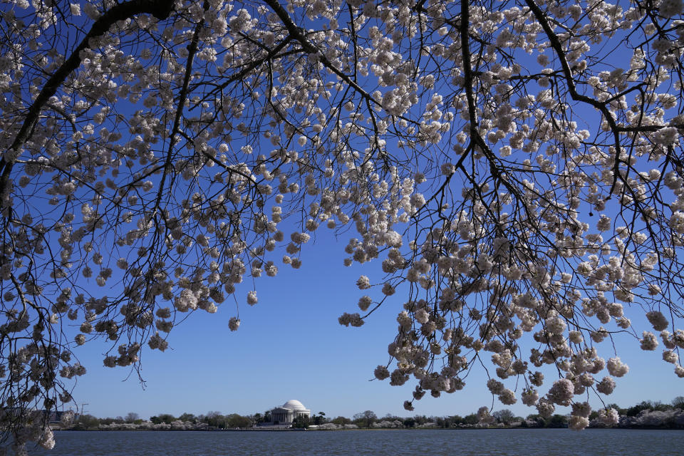 Yoshino cherry trees are in full bloom around the Tidal Basin in Washington, Tuesday, March 30, 2021, as the Jefferson Memorial is seen in the distance. The 2021 National Cherry Blossom Festival celebrates the original gift of 3,000 cherry trees from the city of Tokyo to the people of Washington in 1912. (AP Photo/Susan Walsh)