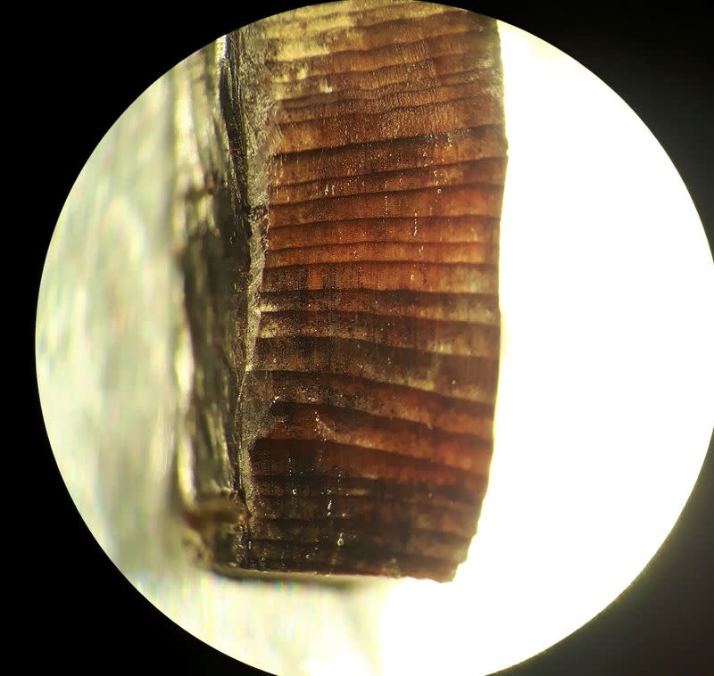 A wood fragment from the Norse layers at the L’Anse aux Meadows Viking settlement