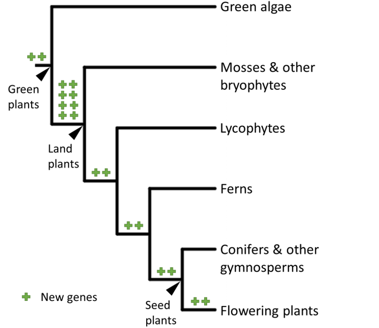 <span class="caption">When land plants evolved, the number of new genes in the plant kingdom exploded.</span> <span class="attribution"><span class="source">Alexander Bowles, Author provided</span></span>