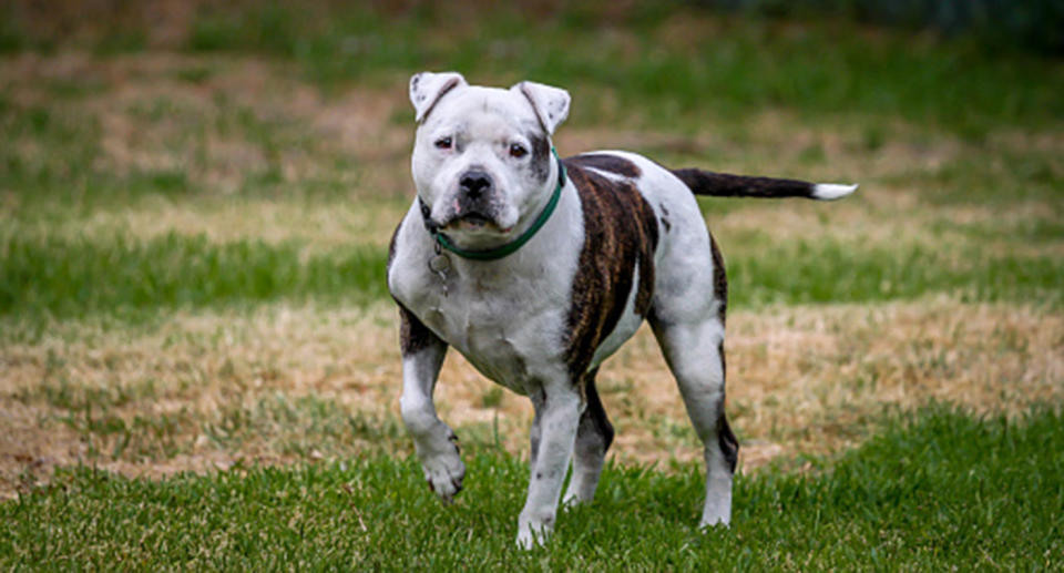 An Adelaide man admitted decapitating his housemate’s Staffordshire terrier, after police found him covered in blood and holding the dog’s severed head in one hand and a meat cleaver in the other. Source: Getty (file pic)