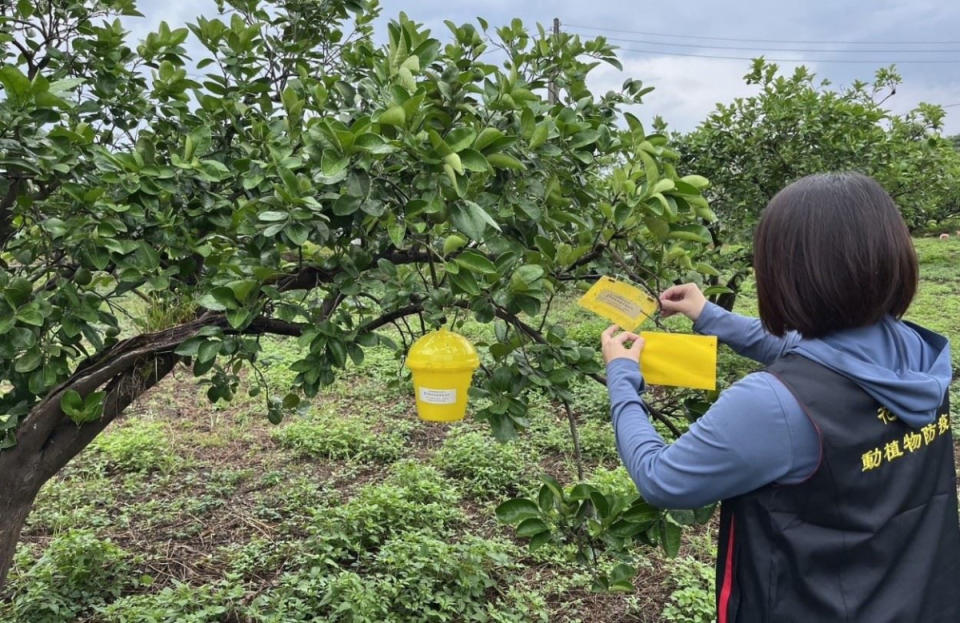 小黃薊馬數量攀升　花蓮縣府籲文旦柚農加強防治