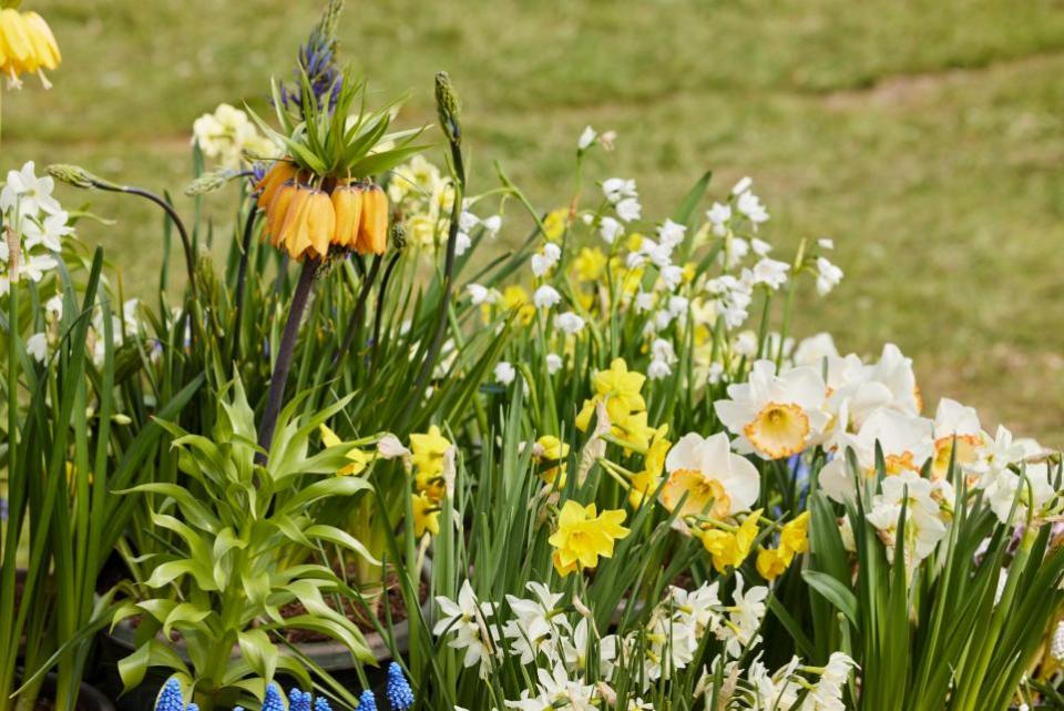 Daily Echo: BBC Gardeners World Spring Fair en Beaulieu